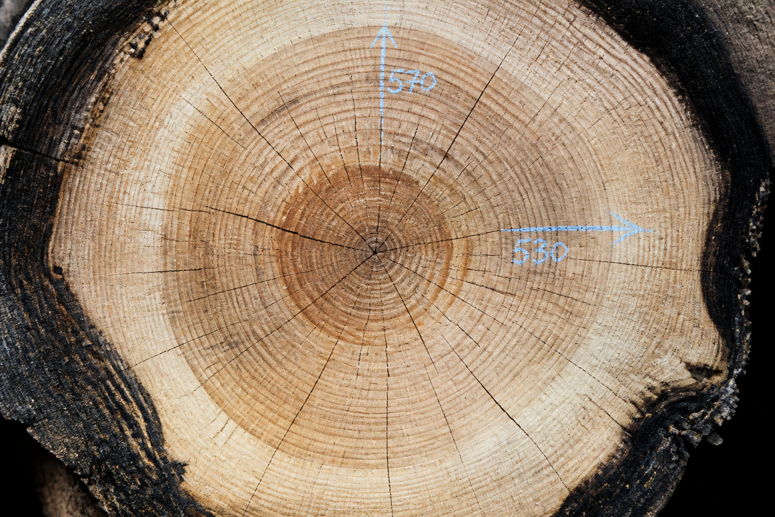End-grain timber rings representing layered API architecture analysis